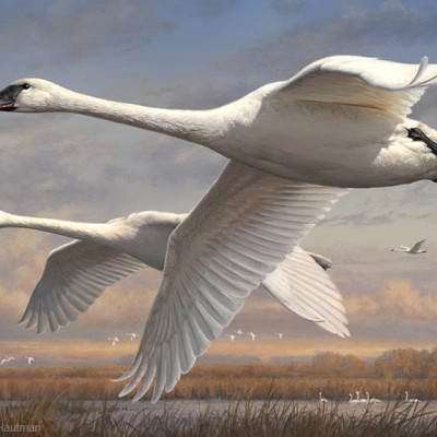 2016 Federal Duck Stamp Print by Joseph Hautman